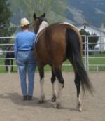The HEAL Model™ - Human-Equine Alliances for Learning